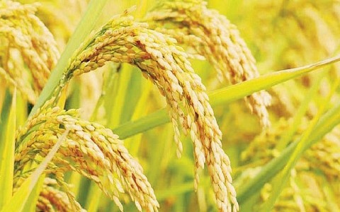 Giá lúa gạo hôm nay ngày 4/10: Cuối tuần giao dịch chậm, giá gạo chững